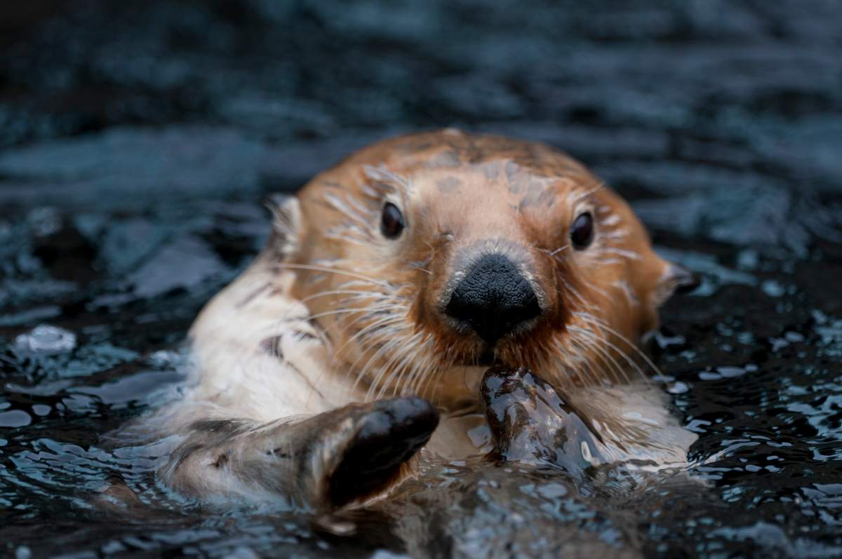 Vancouver sea otter Milo diagnosed with lymphoma - image