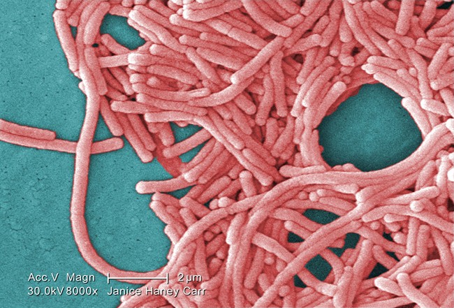 This 2009 colorized 8000X electron micrograph image provided by the Centers for Disease Control and Prevention shows a large grouping of Gram-negative Legionella pneumophila bacteria.