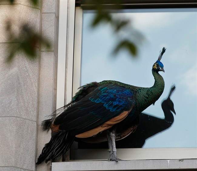A peacock on the loose after it escaped from the Central Park Zoo stands on a window ledge above fifth avenue Tuesday, Aug. 2, 2011 in New York. The zoo says the peacock poses no danger to anyone. Zookeepers are asking anyone who spots the peacock "not to follow or harass the bird." (AP Photo/Frank Franklin II).