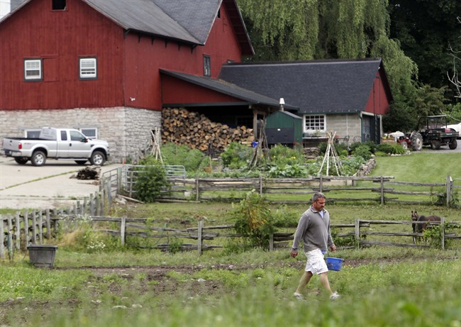 This Tuesday, June 28, 2011 photo shows owner Jerry Wilson as he carries a bucket of feed to Wagyu cattle at Meadows Farm in Cazenovia, N.Y. Kobe beef from the United States can't be called Kobe. Because of an import ban, Kobe-style or Wagyu beef is the closest most Americans can come to tasting the legendary meat. (AP Photo/Mike Groll).