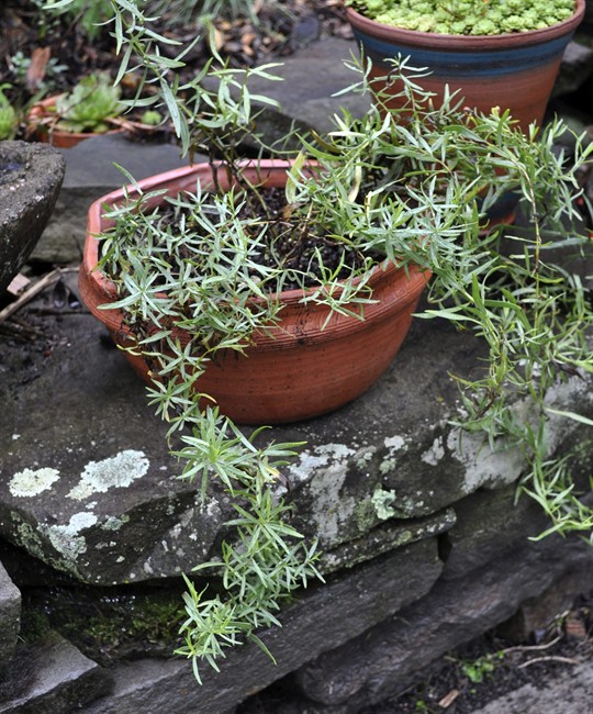 This undated photo shows potted tarragon in New Paltz, N.Y. Although few people grow tarragon, it’s an easy herb to grow. The plant is as hardy to winter cold as it is to summer heat, and it’s perennial. (AP Photo/Lee Reich).