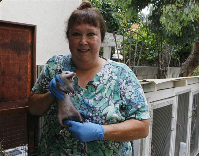 In this photo taken Friday, July 22, 2011, Leslie Bale, the president of the Opossum Society of the United States, holds a juvenile Virginia opossum at her home in Bellflower, Calif. The possum and opossum are both marsupials but the Virginia opossum is native to North America and the possum is native to Australia. (AP Photo/Damian Dovarganes).