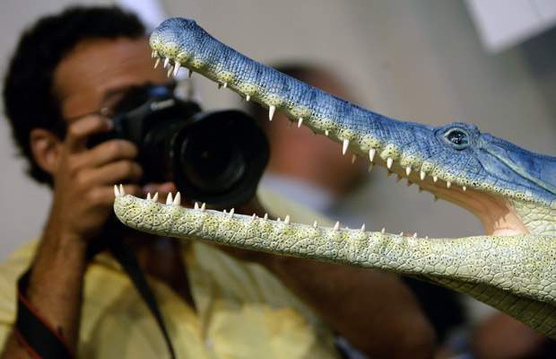 Study: Earth has nearly 9 million species, many undiscovered - image