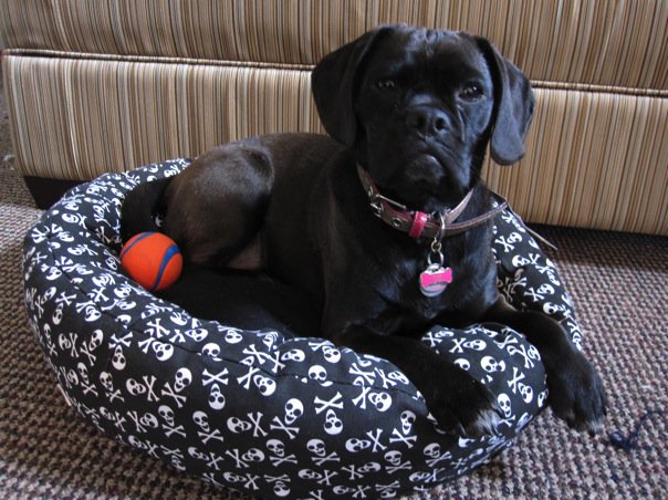 Purebred dog scam circulating Alberta - image