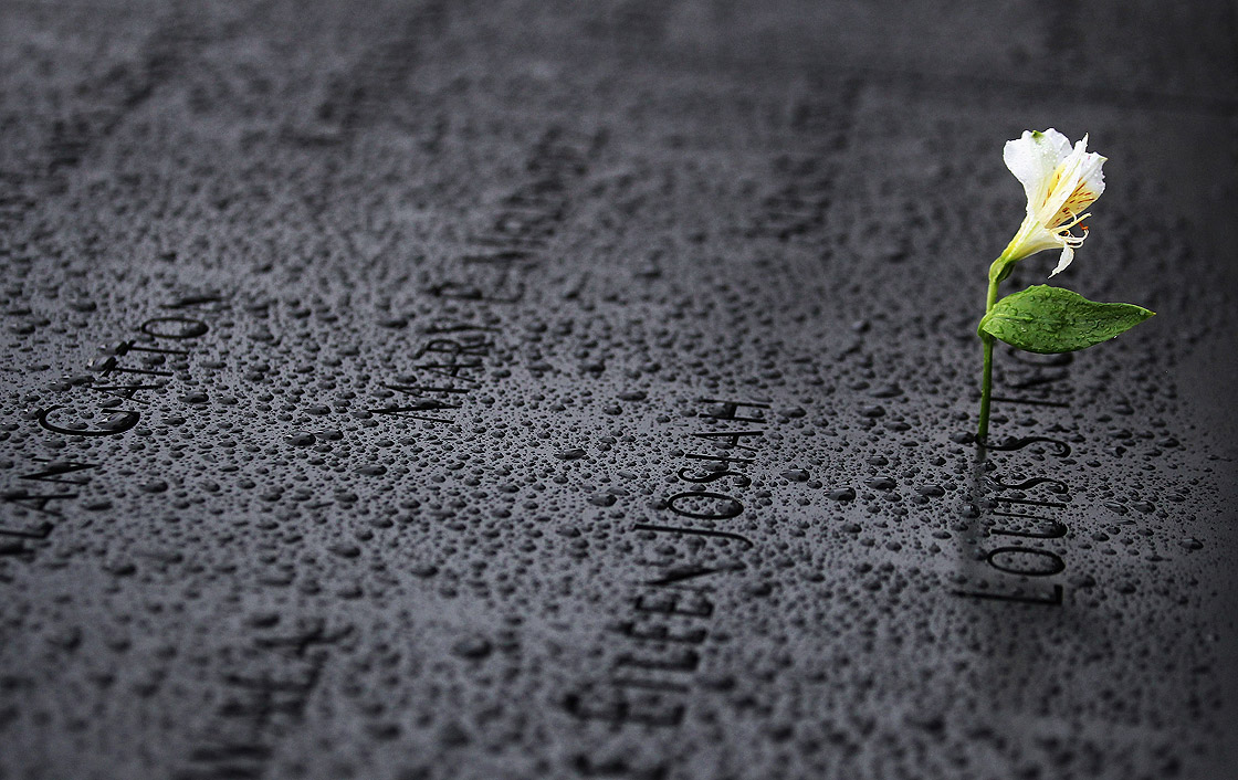 A lone flower is seen with the names of the deceased in the rain at the National September 11 Memorial on the fourth day it was open to the public on September 15, 2011 in New York City.