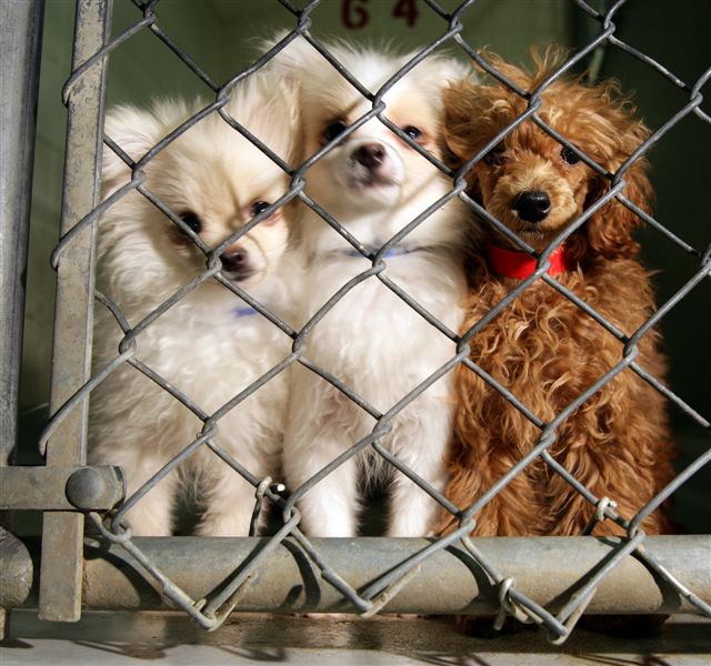 Toronto becomes second Canadian city to ban puppy mill sales in pet stores - image