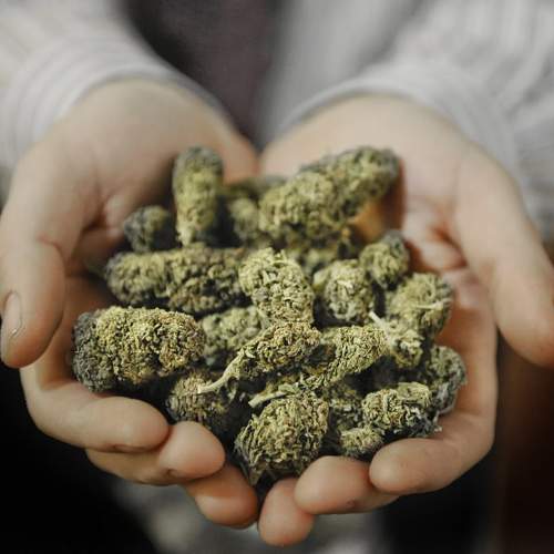 More people using pot as substitute for pills and booze - image
