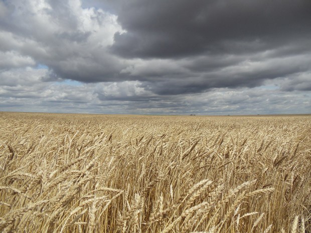 Japan suspends wheat imports from Pacific Northwest after modified ...