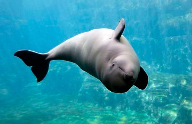 Three-year-old beluga dies at Vancouver Aquarium - image