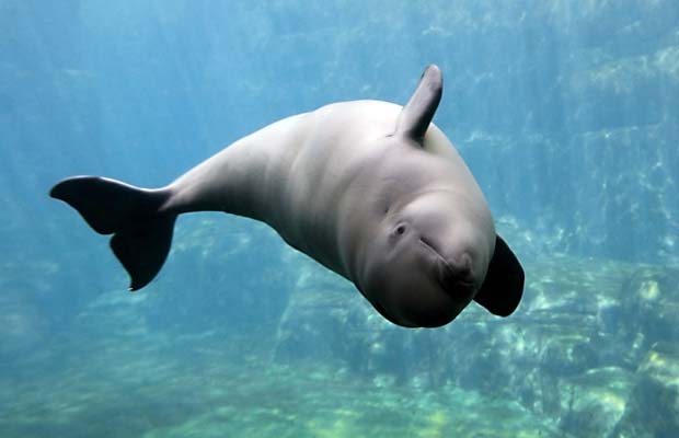 Three-year-old beluga dies at Vancouver Aquarium - image