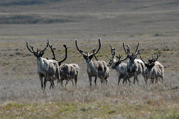 Thousands of oil and gas wells continue to be drilled
on critical caribou habitat despite an approaching deadline for
Alberta to come up with a plan to restore those ranges.
