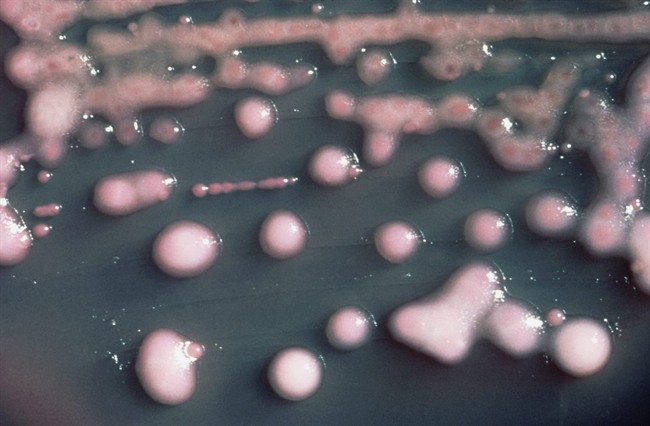A Montreal hospital has been battling for the last year to extinguish an outbreak with a worrisome and highly drug-resistant bacteria. The bacteria (shown) is a strain of Klebsiella pneumoniae that carries a genetic component that makes it resistant to almost all antibiotics. The component, called KPC for short, can also transfer to other types of bacteria, making them highly drug resistant too. THE CANADIAN PRESS/HO- U.S. Centers for Disease Control.