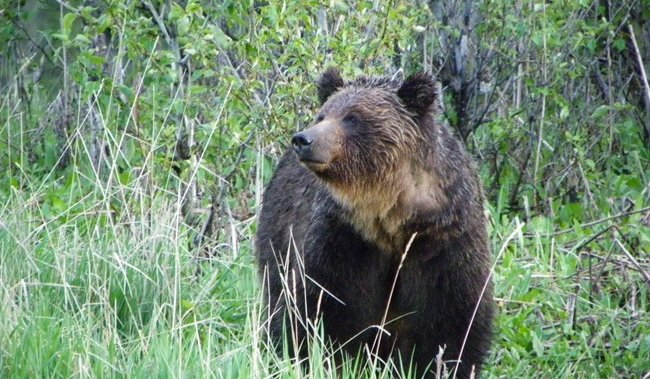 Канадските паркове издадоха две предупреждения за мечки за части от