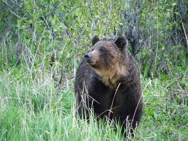 Some of the world's foremost bear experts have looked for new ways to prevent grizzlies from getting killed along railway tracks inside Banff National Park.