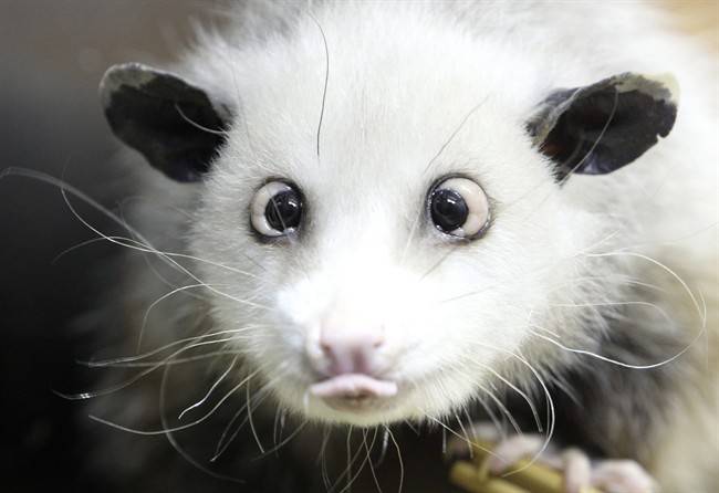 FILE - In this Dec 15, 2010 file picture cross-eyed opossum (didelphis) Heidi sits in its interim enclosure, in the zoo in Leipzig. The Leipzig zoo says Heidi, the cross-eyed opossum who became an unlikely international celebrity, has died. The Leipzig zoo said Wednesday Sept. 28, 2011 that Heidi's keepers decided to put the three-and-a-half-year-old animal to sleep after trying unsuccessfully for weeks to treat her for arthritis and other symptoms of old age. Zoo director Joerg Junhold says the decision was made "in the interest of the animal." Heidi drew admirers from across the globe with her cute but confused appearance - stemming from her crossed eyes that veterinarians attributed to a weight problem. (AP Photo/dapd, Sebastian Willnow).