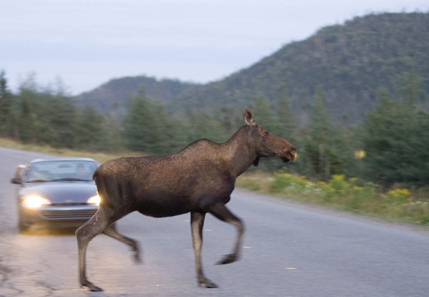 N.L. election: Liberals pledge to seek settlement in moose collision lawsuit - image
