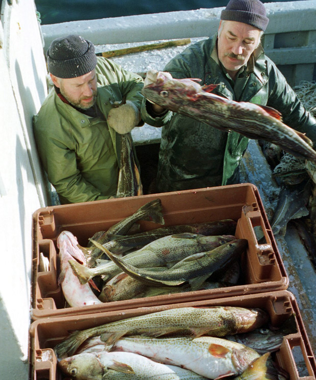 N.L. fisheries minister says union protests won’t help resolve processing issues - image