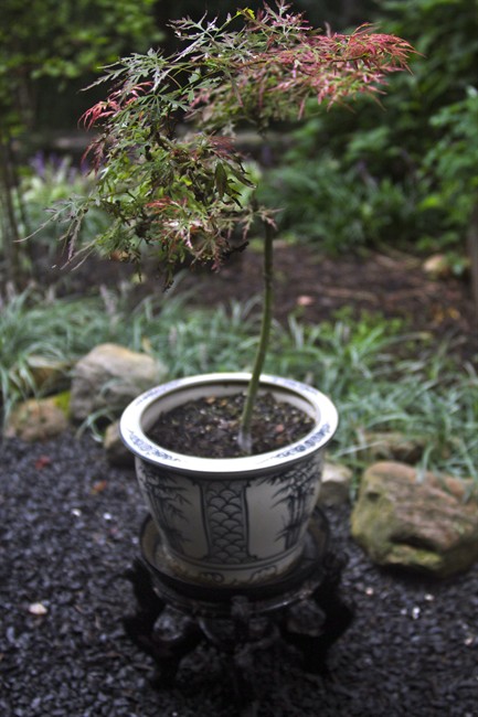 This Sept. 15, 2011 photo shows a potted plant that has been elevated using a stand in New Market, Va. Even containers need to be cared for if they're to survive exposure to outdoors in winter. Elevate them so they can drain and won't freeze on the ground, which might make them crack or crumble during freeze-thaw cycles. (AP Photo/Dean Fosdick).