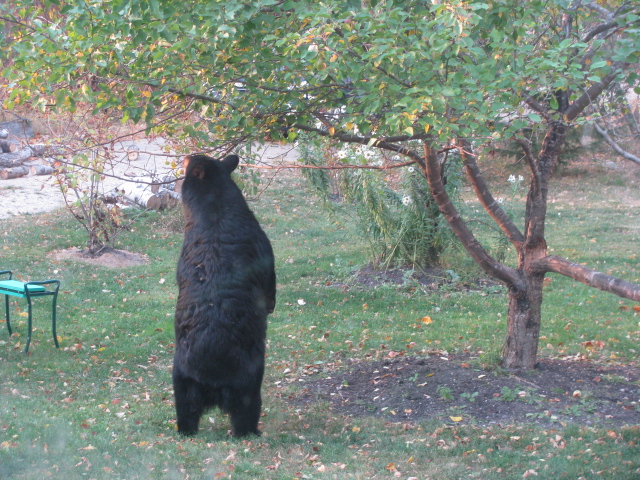 mark hebscher - image