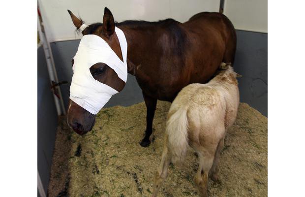 Neglected and abused horse adopted - image