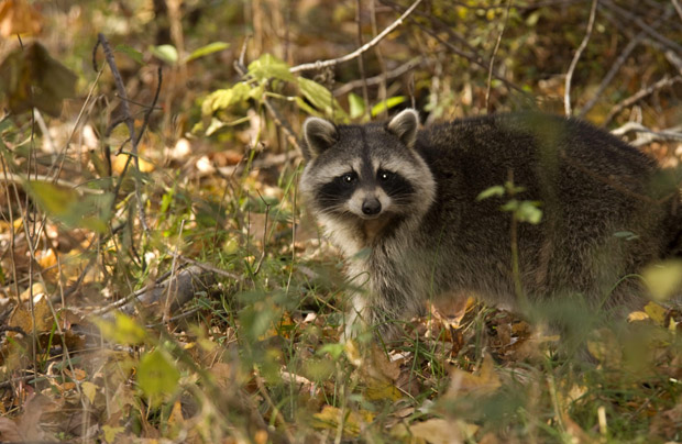 Officials warn Halifax residents about raccoon distemper, disease can spread to pets - image