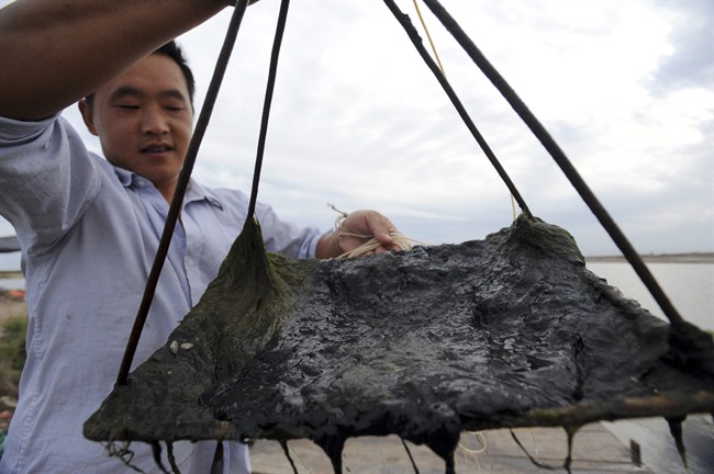 In this photo taken Sept. 3, 2011, a Chinese man holds up oil residue found in his shrimp farm in the coastal Leting county in the Bohai Bay near northern China's Hebei province. China's oceanic agency has ordered ConocoPhillips China to do more to prevent and clean up offshore spills that occurred June 4 and June 17, 2011 in the Bohai Bay that have raised an outcry among fishermen and environmentalists. (AP Photo) CHINA OUT.