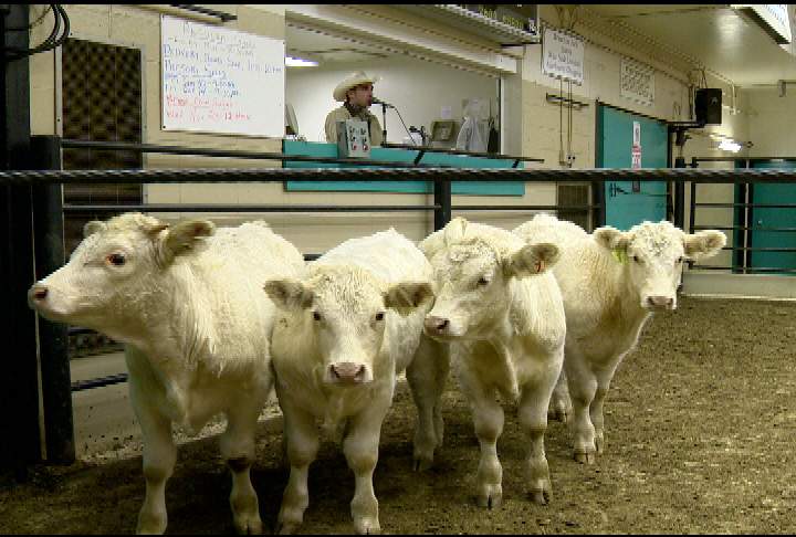Saskatchewan born auctioneer trying for ‘world’s best’ - image