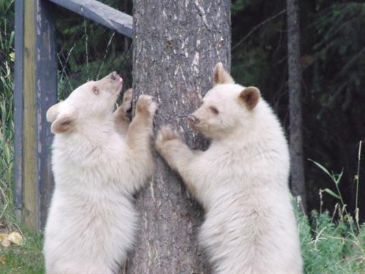 Trio of white bear cubs talk of the town in Elkford - image