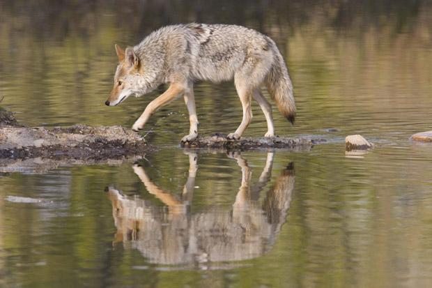 N.S. coyote bounty continues for second year - image
