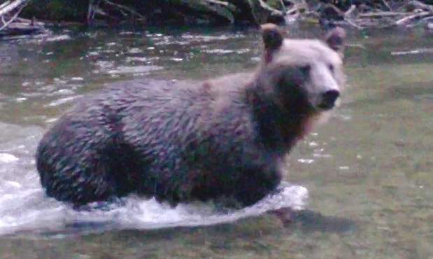 File photo of a grizzly bear.