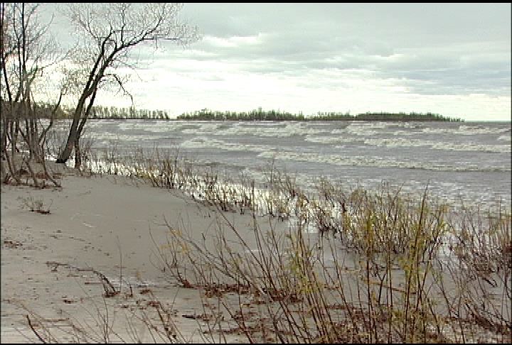 Zebra mussels found in Manitoba lake - image