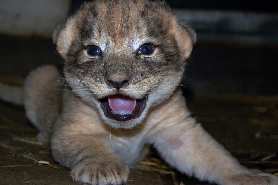 Lion cubs born at Saskatoon’s Forestry Farm Park and Zoo - image