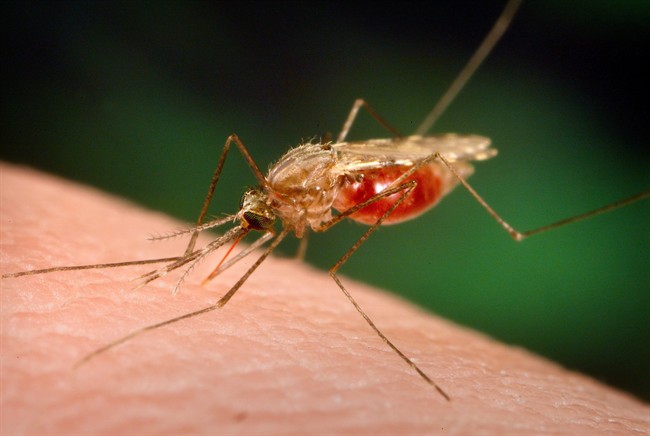 CDC issues travel watch for St. Martin after the appearance of a mosquito-borne virus called chikungunya.