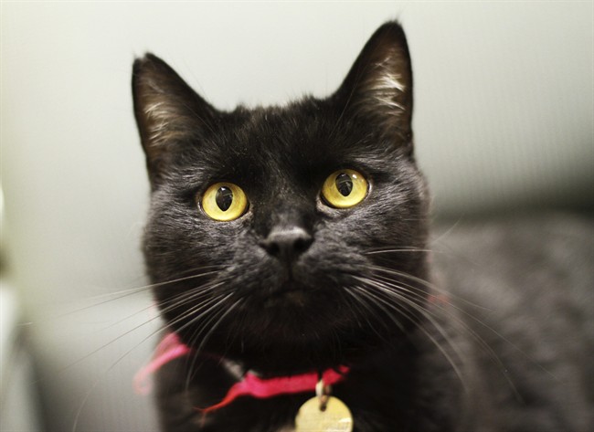 This Aug. 3, 2011 photo courtesy of Seth Casteel shows a black cat in Chicago. 