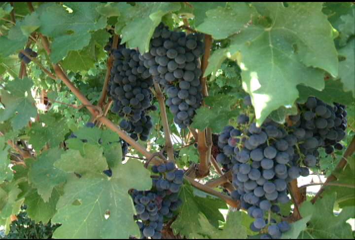 Okanagan winery expands south of the border - image