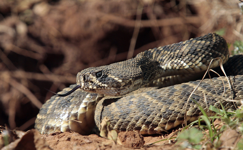 Venomous snakes are banned under the new Winnipeg pet bylaw.