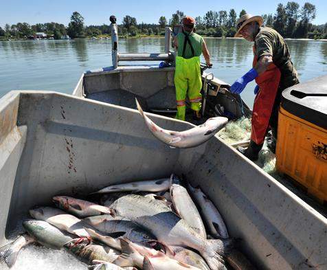 The B.C. Court of Appeal has ruled a Vancouver Island First Nation has the right to conduct commercial fisheries.