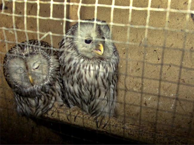 Manitoba's largest wildlife rehabilitation centre says that it is nearly at capacity and needs help, in a release on Tuesday.