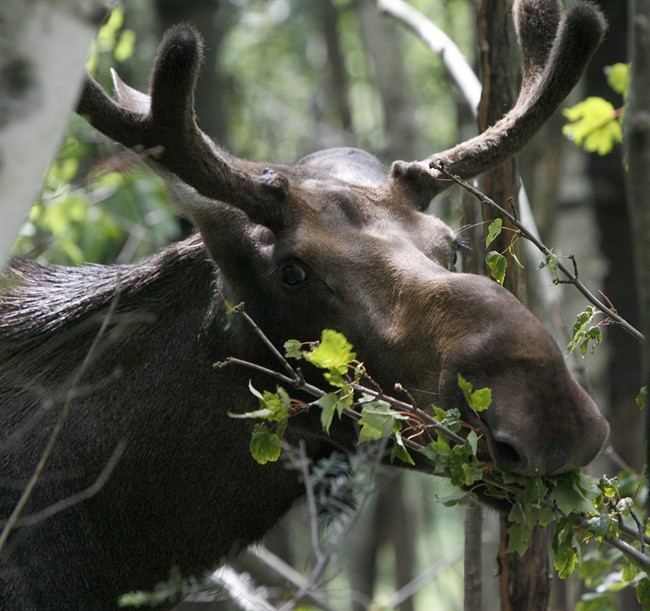 Pete the Moose, who received pardon by Vermont gov. that saved his life