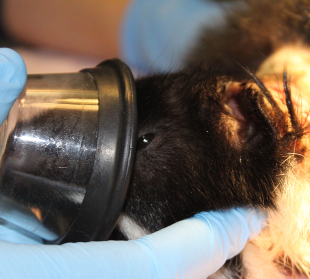 ‘Bubbles’ the skunk caught in drink lid undergoes surgery - image