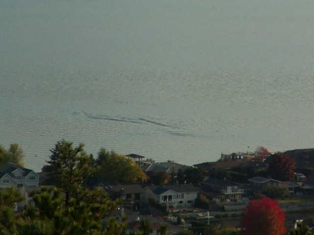 VIDEO: Possible Ogopogo sighting in Okanagan Lake? - image