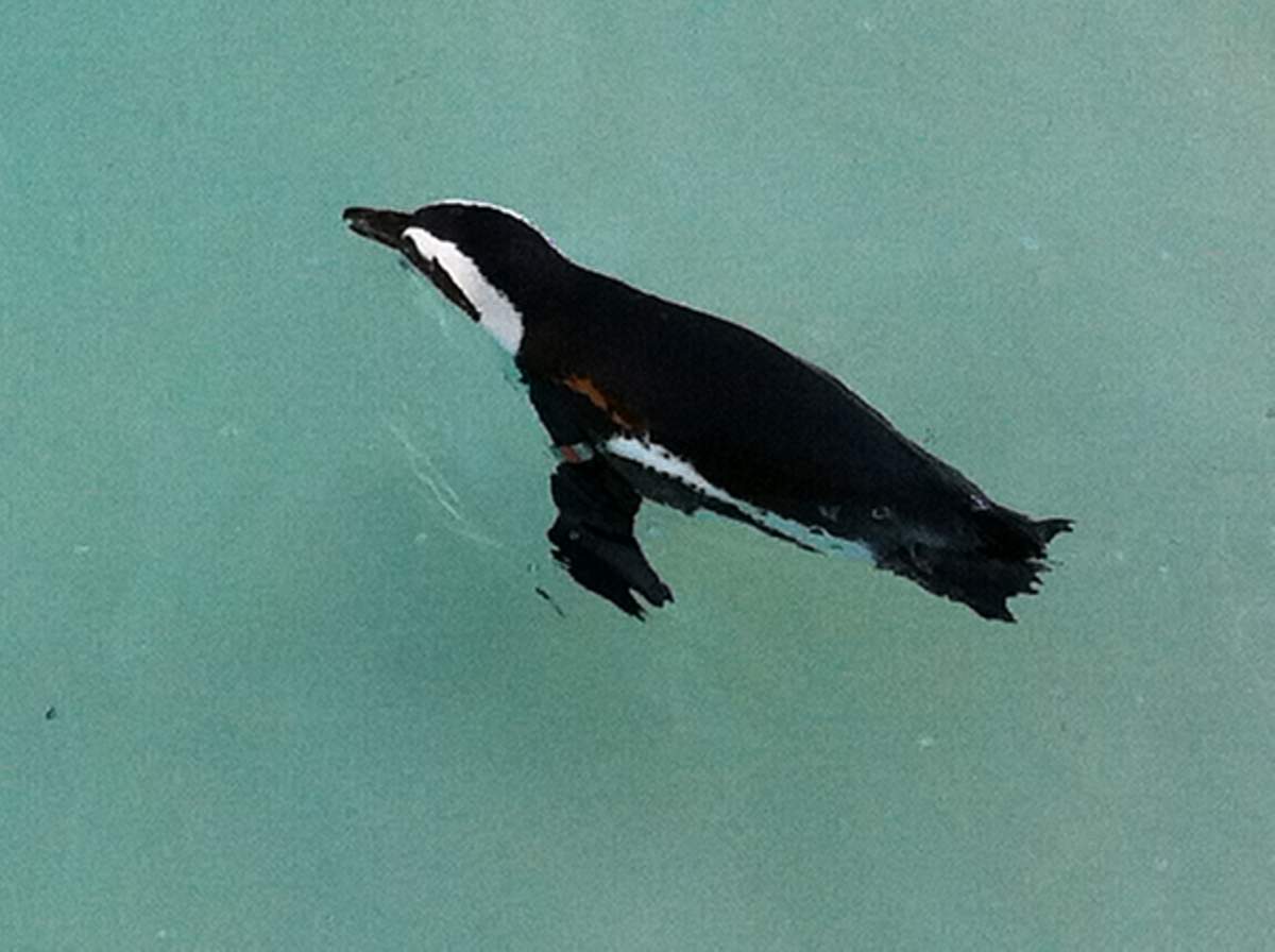 One of two penguins has mated after being separated from same-sex partner - image