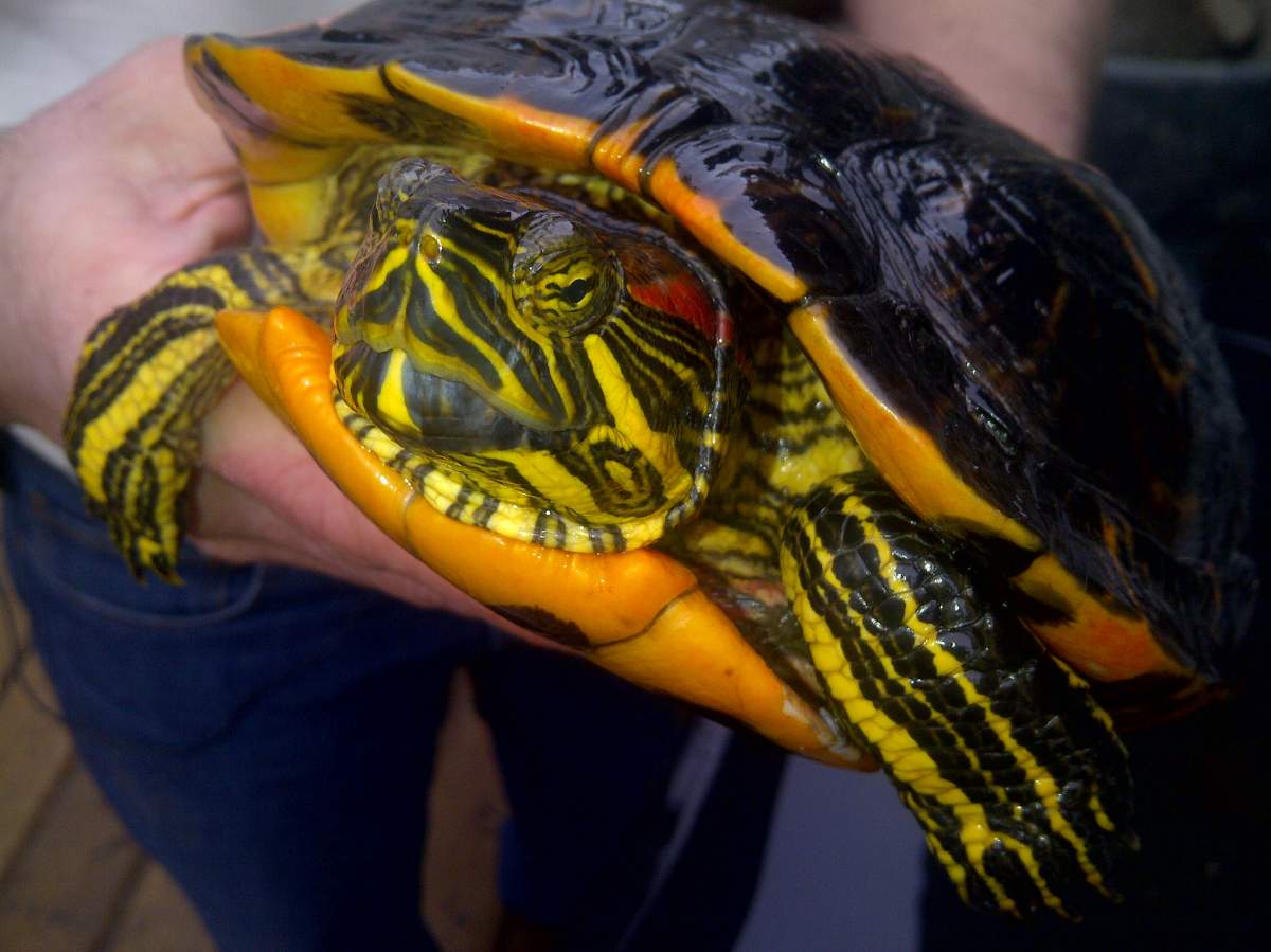 Red-eared slider turtles found on the loose in Surrey storm drain - image