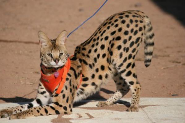 Beloved African Serval cat missing from Langley home - image