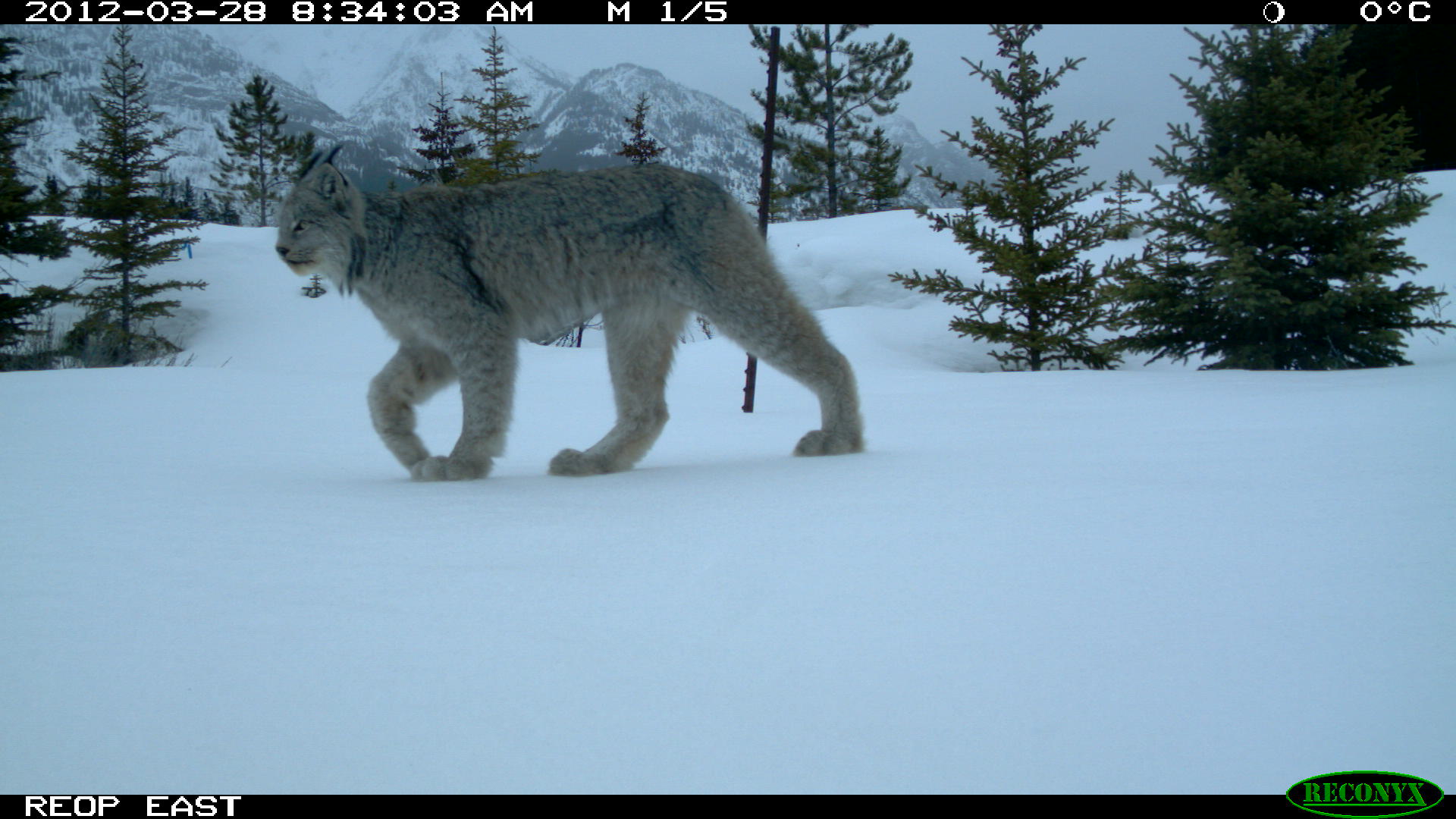 Rare picture of Lynx captured in Banff | Globalnews.ca