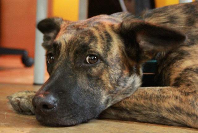 Photo Gallery: Manitoba Mutts | Globalnews.ca