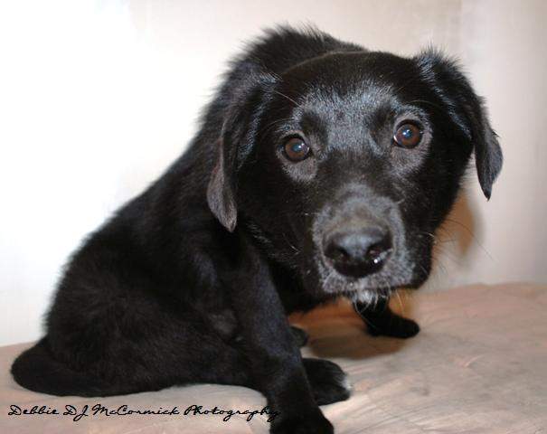 Photo Gallery: Manitoba Mutts | Globalnews.ca