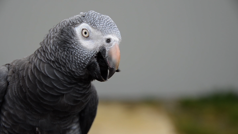An Ontario man ran afoul of provincial police
this week after spending a night at home with his pet parrot.
