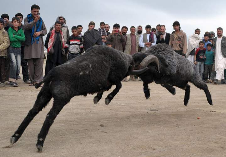 Bull Rams Fighting Gallery: Afghan ram fighting | Globalnews.ca
