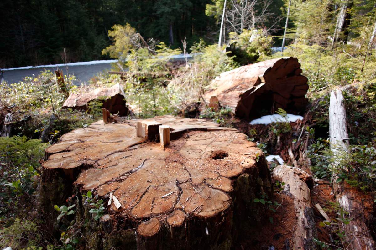 800-year-old red cedar hacked down in B.C. forest: environmental group - image